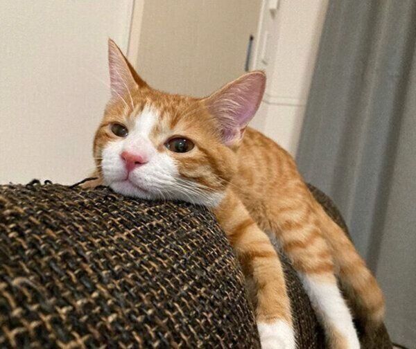 くつろぐいなりくん