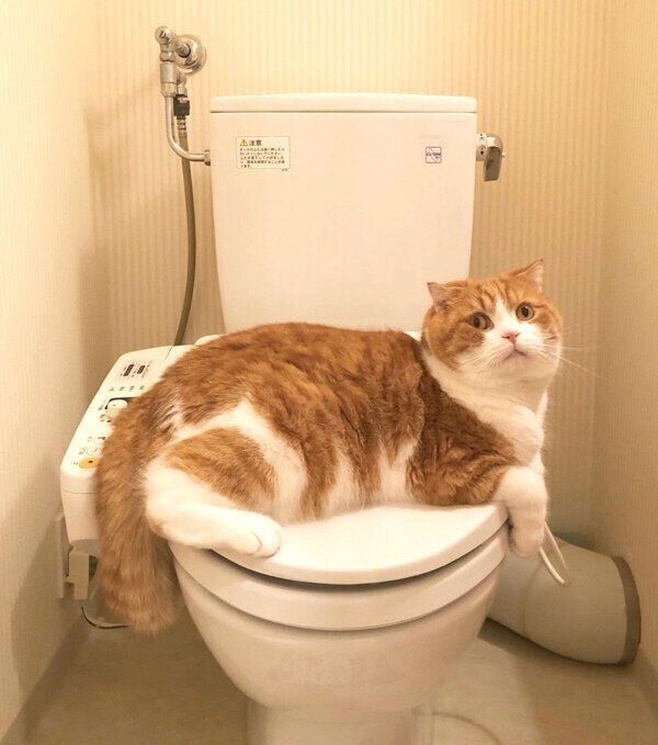 トイレに居座るまーるくん