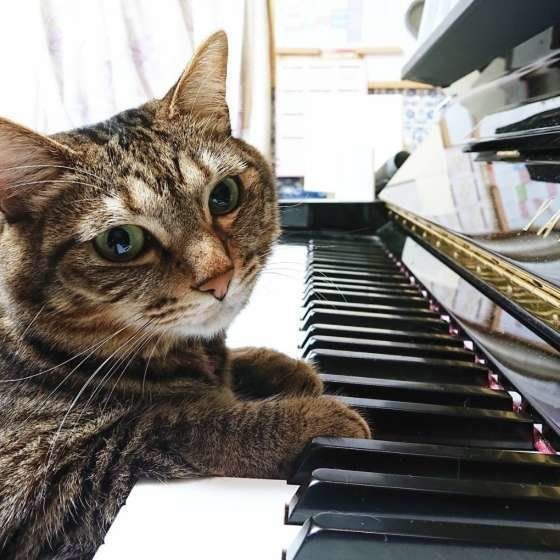 MIXキジトラのちまきちゃん