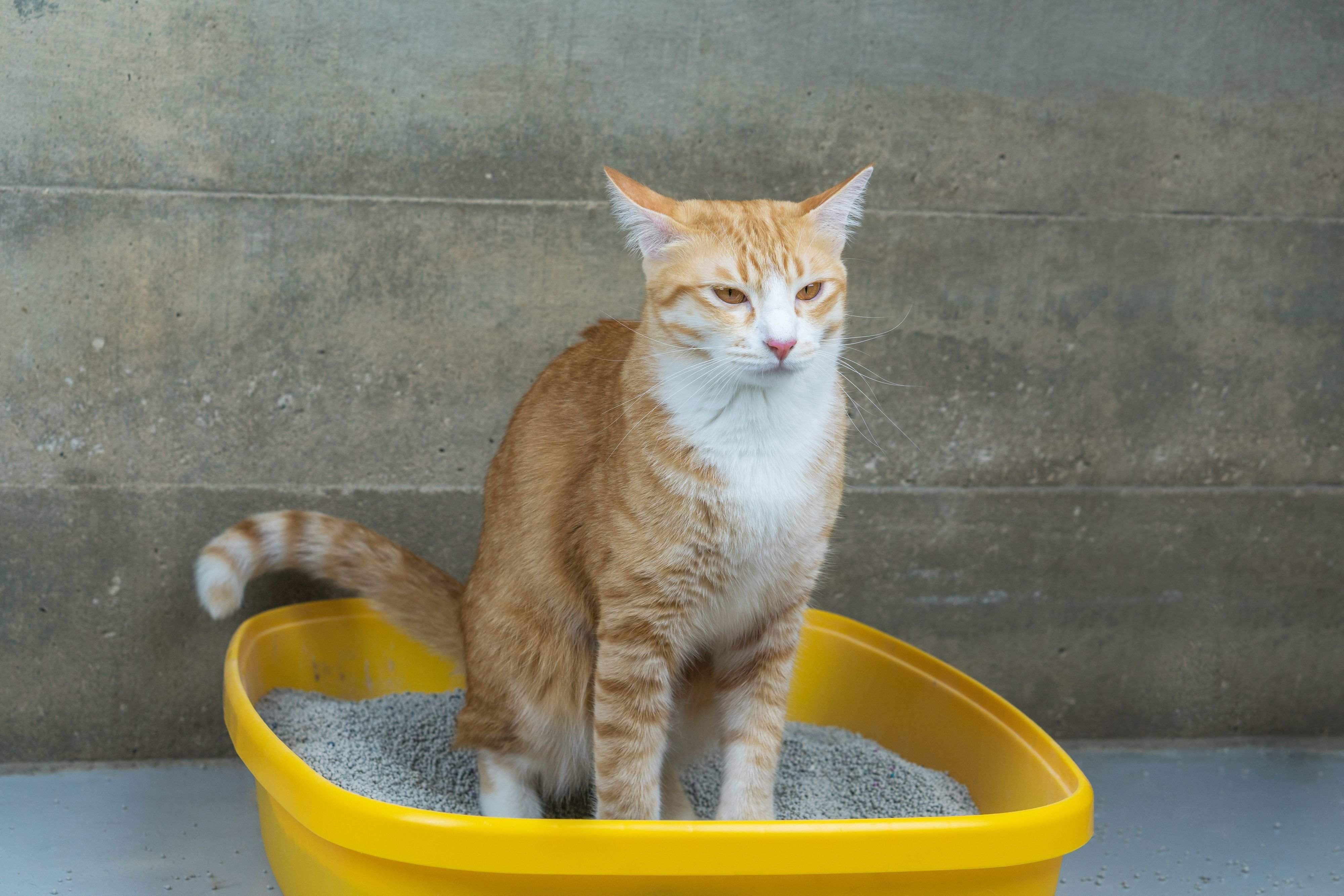 トイレにいる猫