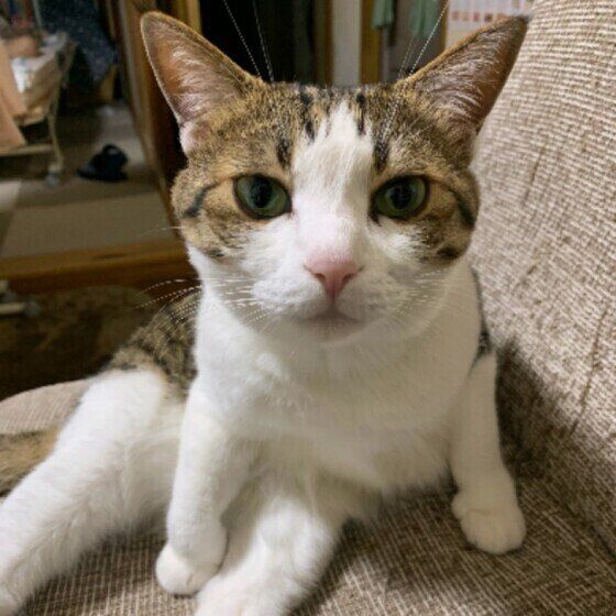 日本ネコのこつぶちゃん