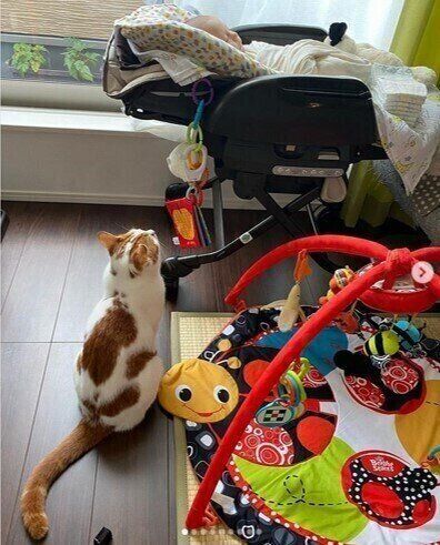 朝早くから見守る白茶猫のよいちくん