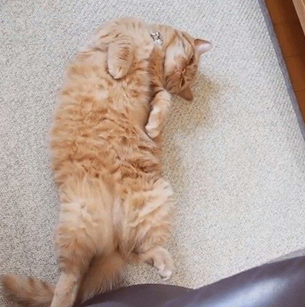 ヘソ天で寝るマンチカン