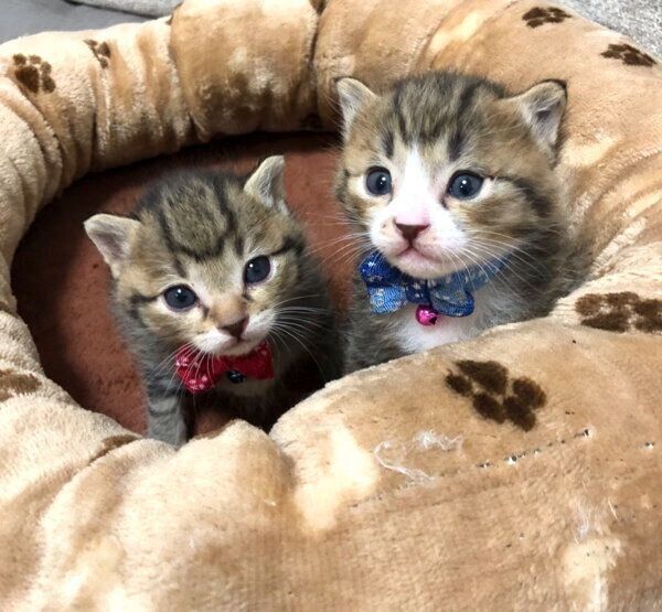 見つめるもずくくん、こんぶちゃん