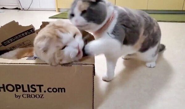 うなぎちゃんに猫パンチをするぽんちょちゃん