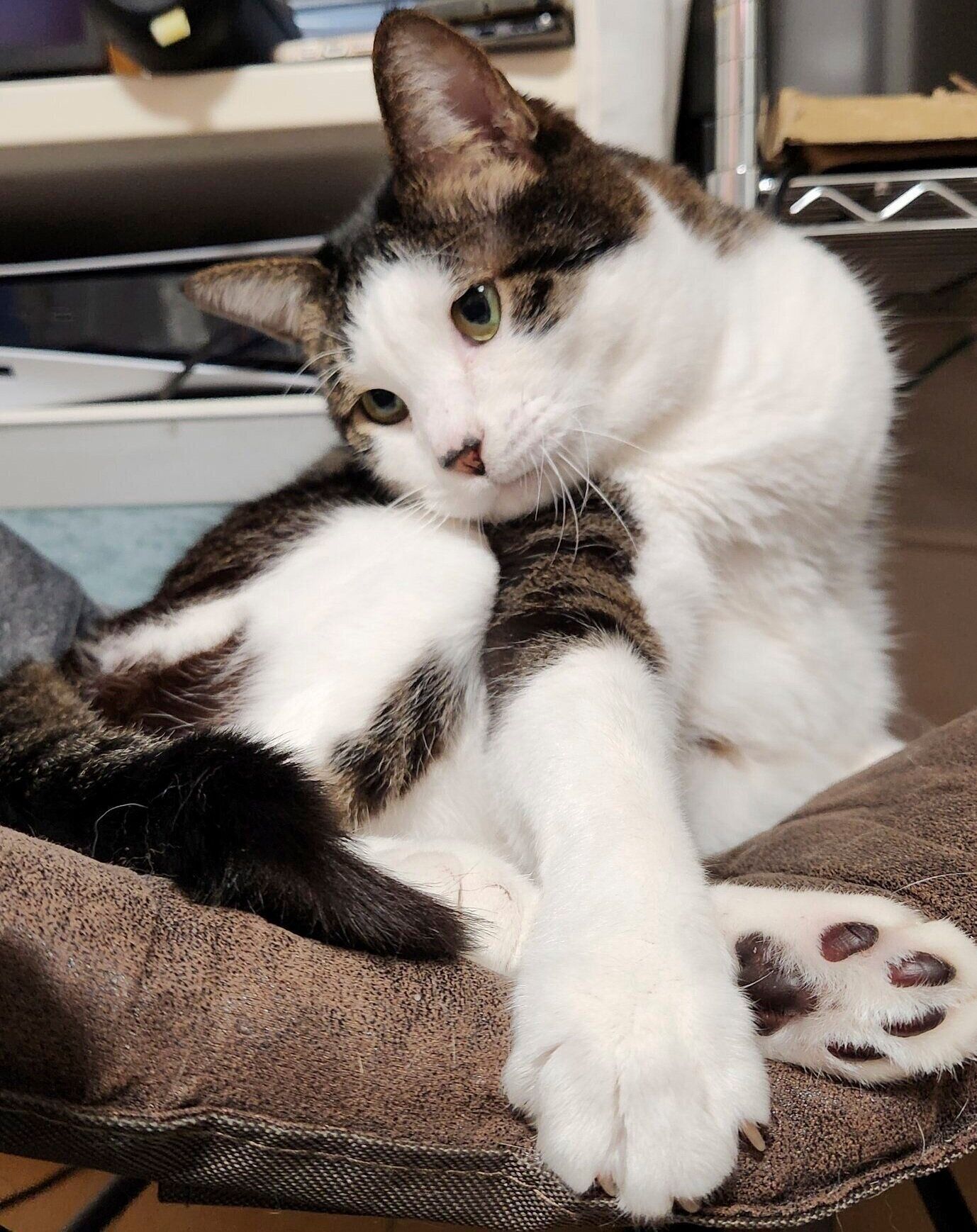 前足を出すぴこくん