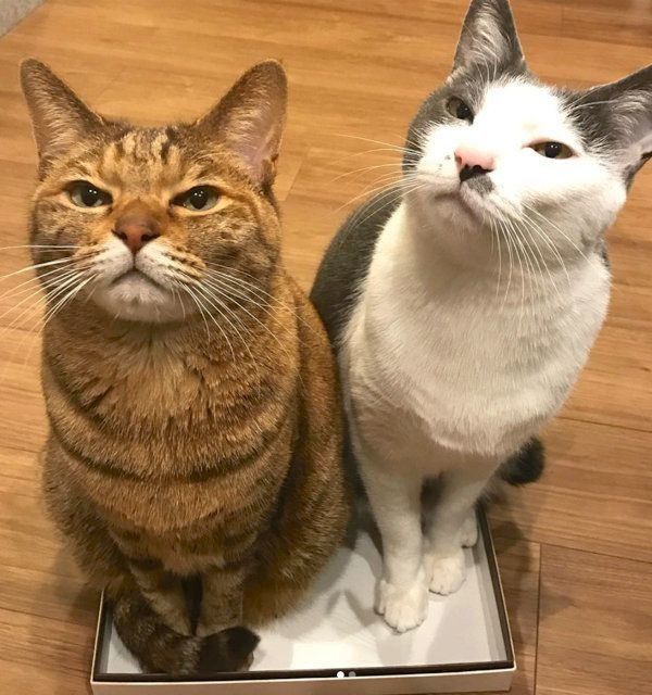 不機嫌顔がシンクロする猫