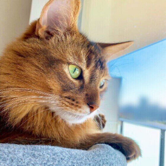 ソマリのモカちゃんと窓際