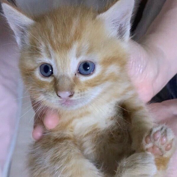 生後1カ月半ごろのさっちゃん