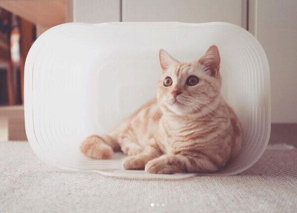 洗濯カゴに入るナツちゃん