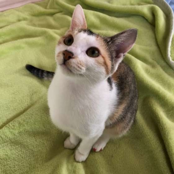 モモちゃん MIX　ミケ