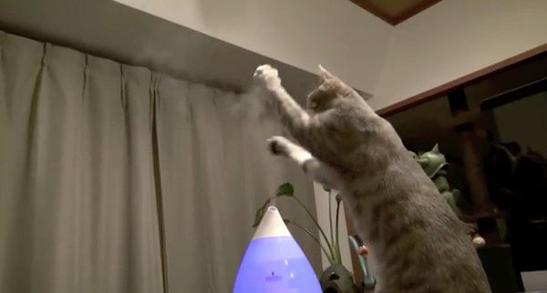加湿器に興味津々の猫