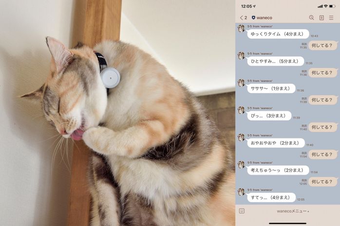 waneco talkと猫