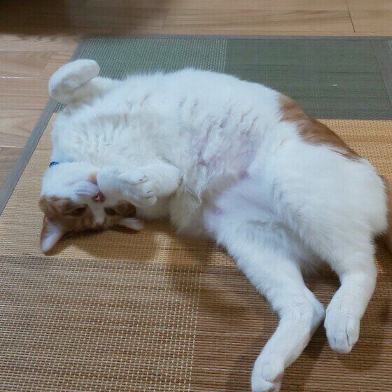 ゴロンとする猫