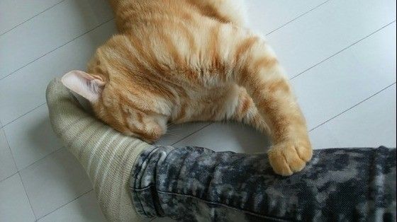 ママの足に全力でスリスリ