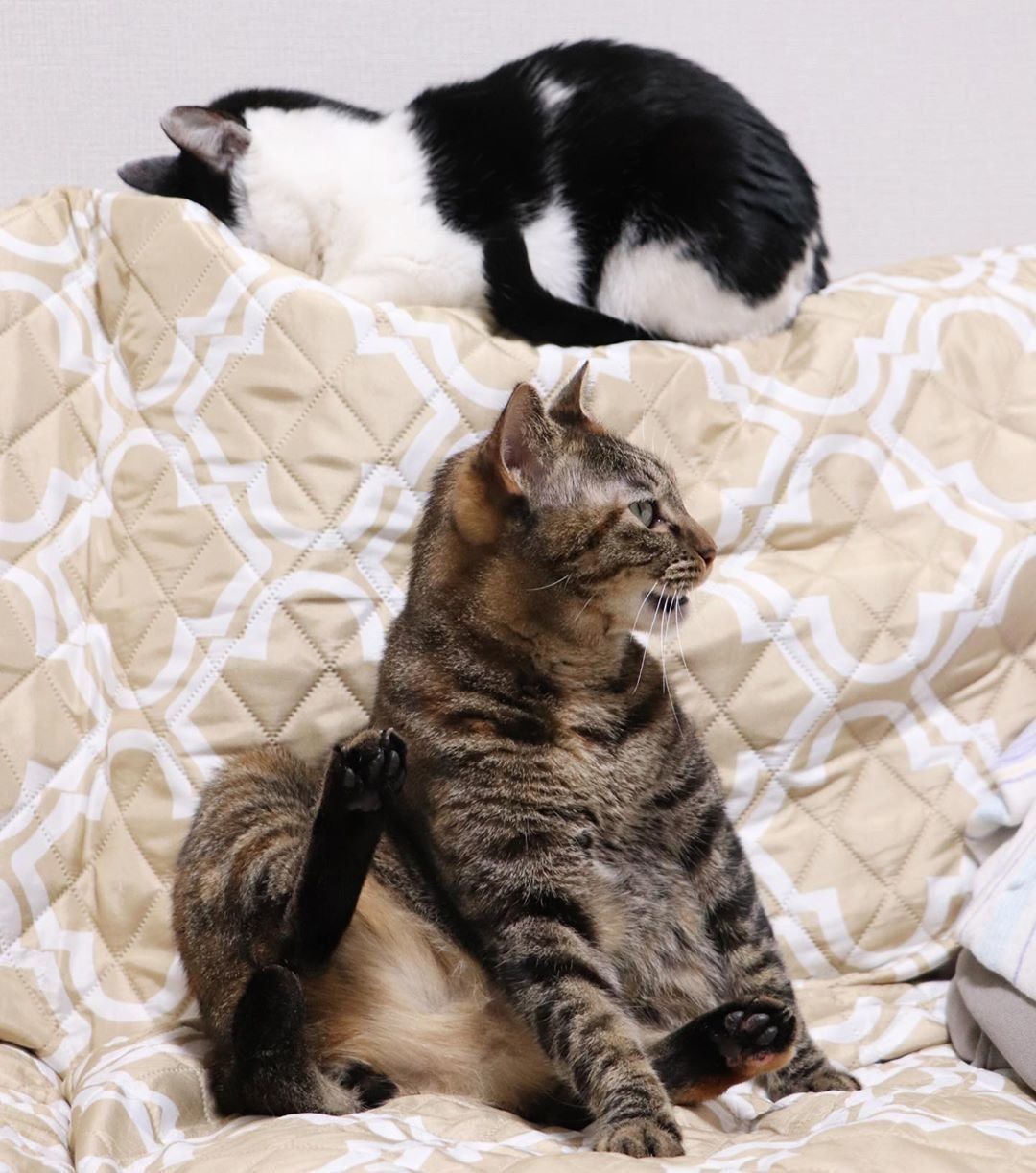 おっさん座りする猫とごめん寝する猫