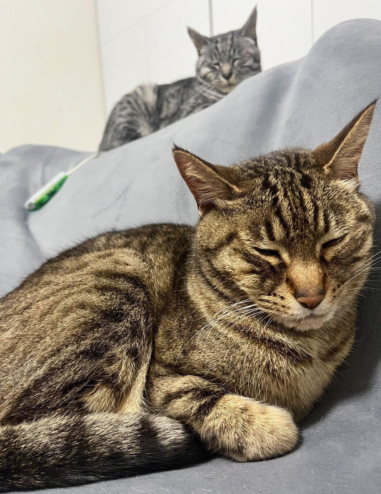 寝姿がそっくりなゆきちゃん、さきちゃん