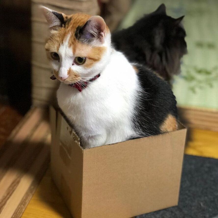 小さい箱に入る猫
