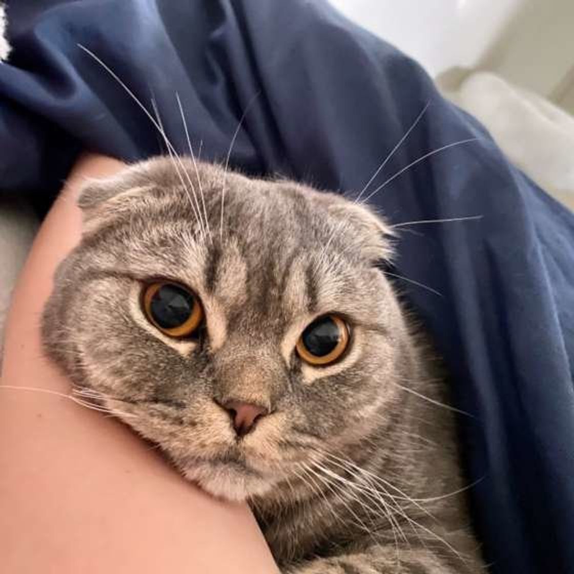 猫が 撫でてほしい と思っているときに見せる7つのサイン ねこのきもちweb Magazine 猫が 撫でてほしい と思っているときに見せる7つのサイン ねこのきもちweb Magazine