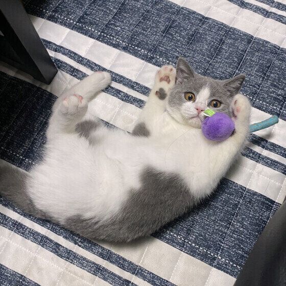 ブリティッシュショートヘアの無双くん