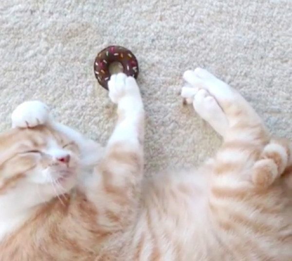 またたびドーナツに興奮するブリティッシュショートヘア