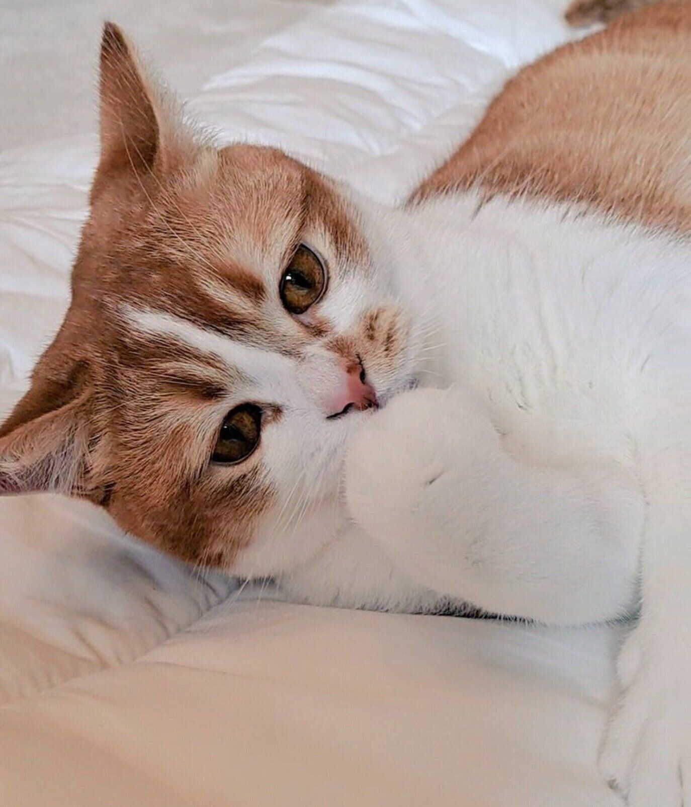 可愛らしいポーズをするもなかくん