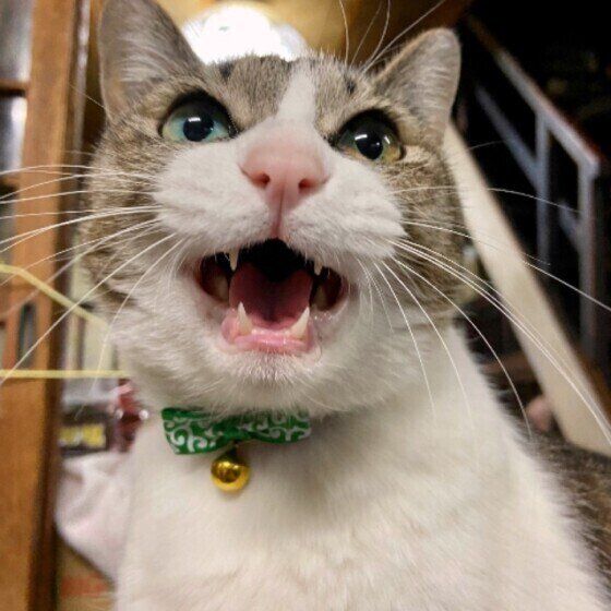 サバトラのしらすちゃん