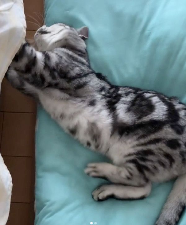 横着して爪とぎする猫