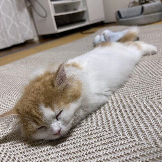 スコティッシュフォールド・ロングヘアのもあちゃん