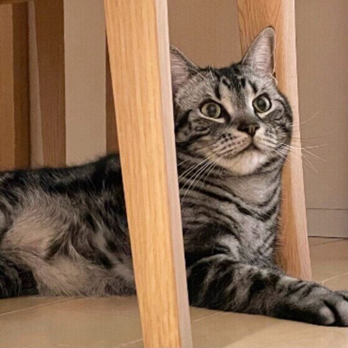 調査 猫からの飼い主へのプレゼントの内容がおもしろい ちょっとそれは と引いちゃうものも ねこのきもちweb Magazine 調査 猫からの飼い主へのプレゼントの内容がおもしろい ちょっとそれは と引いちゃうものも ねこのきもちweb Magazine