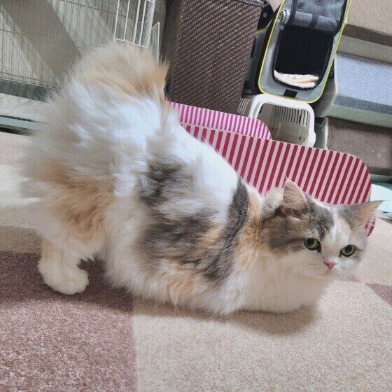 ラテちゃんのおしり