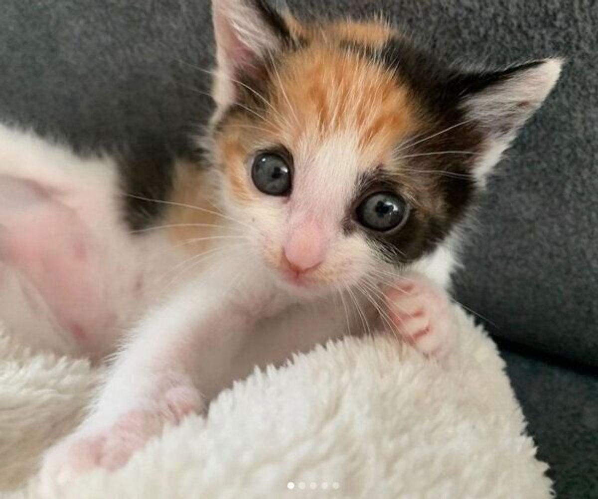 母猫とはぐれた三毛の子猫を保護 初めての育児や成長の様子を飼い主が語る ねこのきもちweb Magazine 母猫とはぐれた三毛の子猫を保護 初めての育児や成長の様子を飼い主が語る ねこのきもちweb Magazine