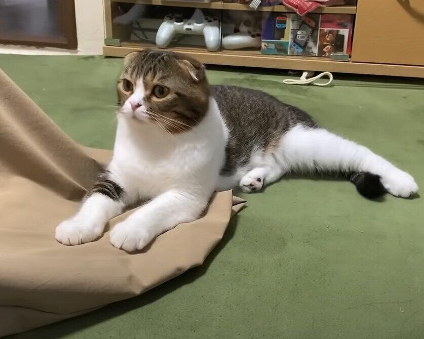 ママを見つめる猫