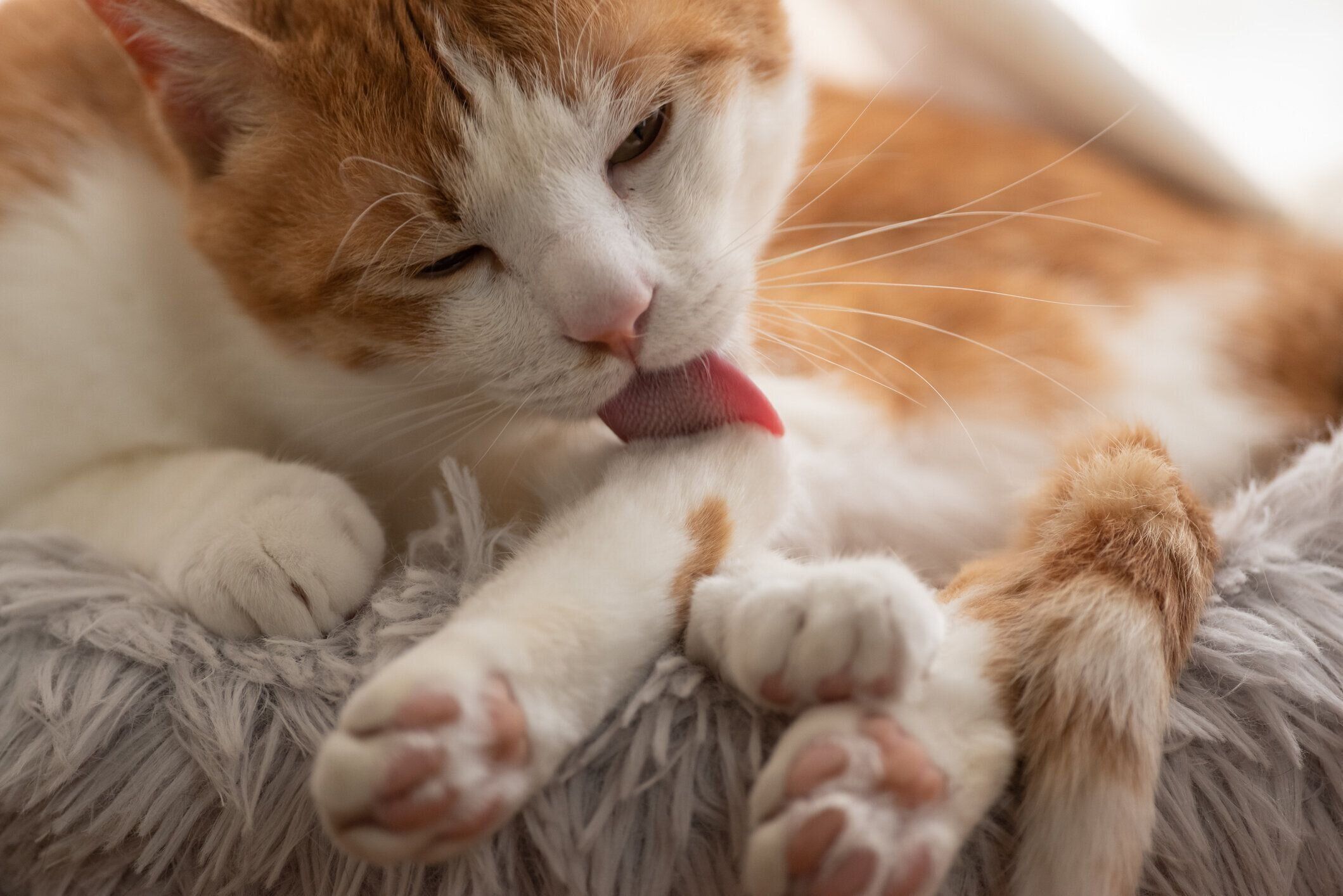 グルーミング猫