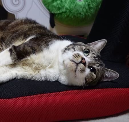 ねこ　リキちゃん