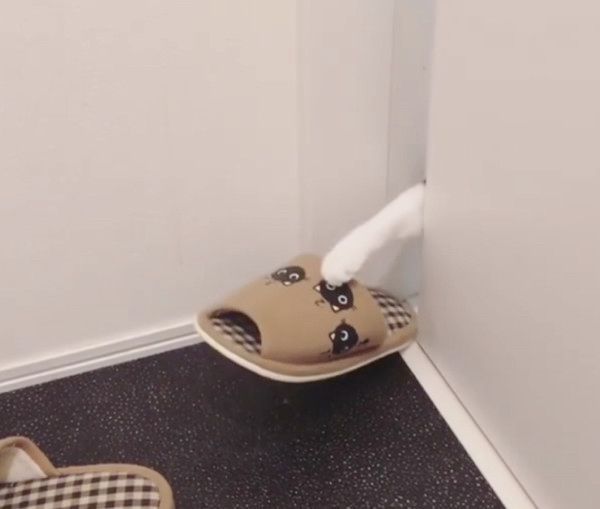 スリッパに狙いを定める猫