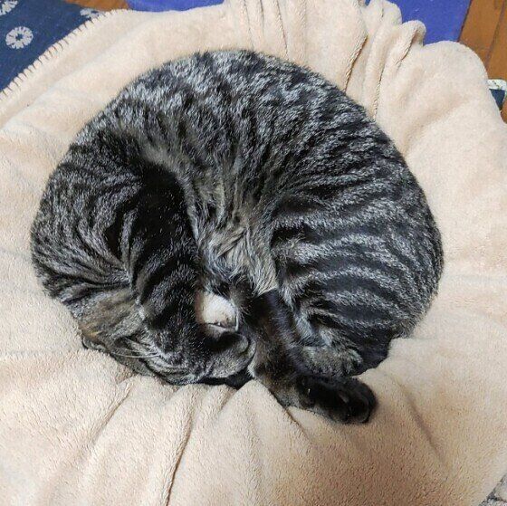 アンモニャイトになるサバトラ猫