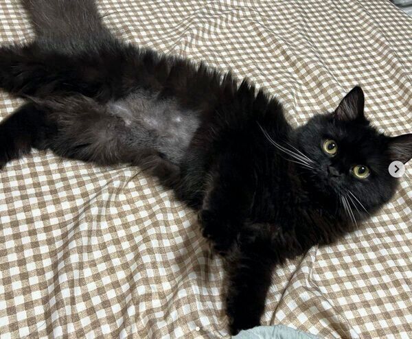 寝転がるてんちゃん