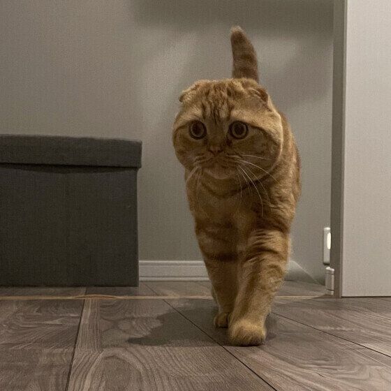 スコティッシュフォールドの天くん