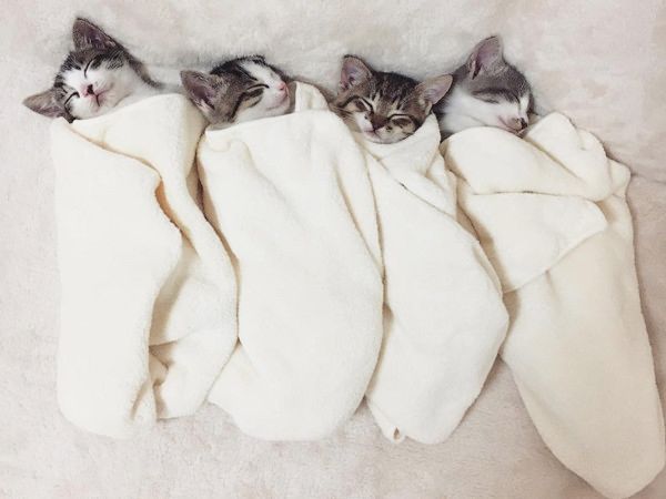 すくすく成長する猫4兄妹