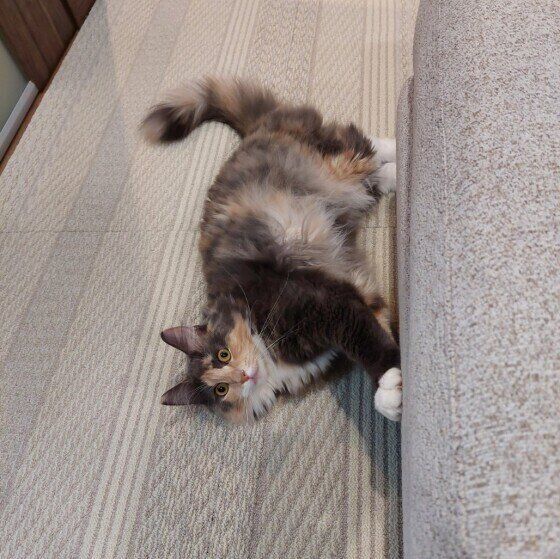 爪とぎするメインクーン