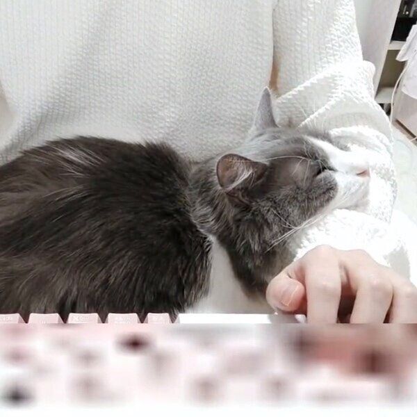飼い主さんの膝の上でくつろぐいーくん
