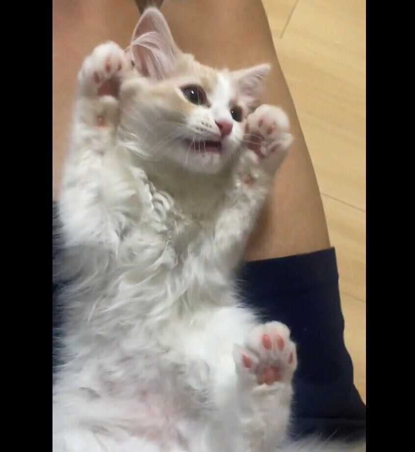 両前足を上げるもなかくん