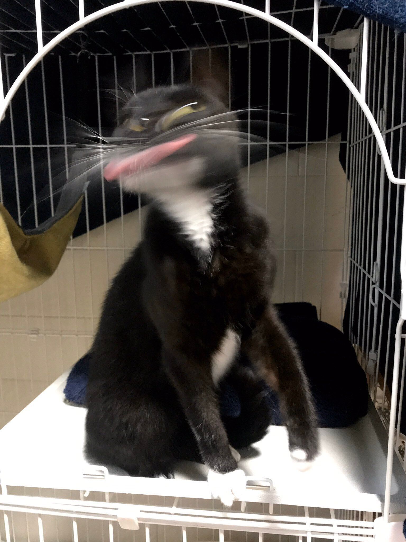 タビ子ちゃん、どうして……