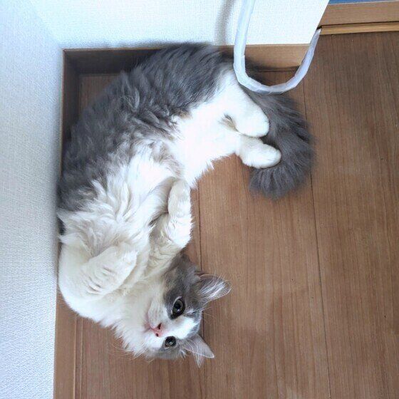 マンチカンのみゅうくん