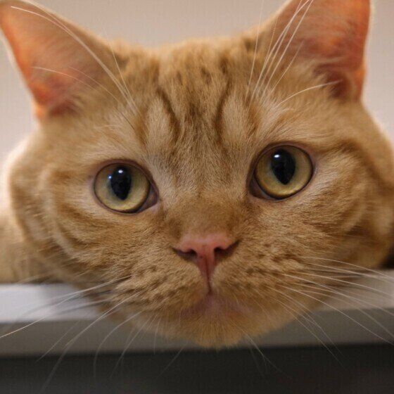 ラテくん（スコティッシュフォールド）