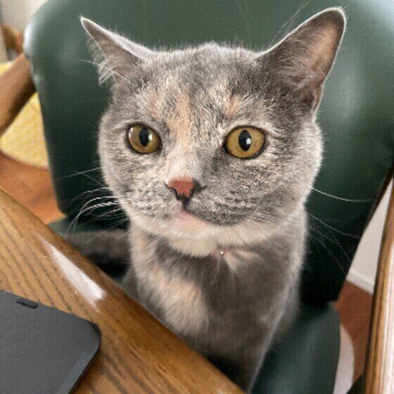 見つめるマンチカン