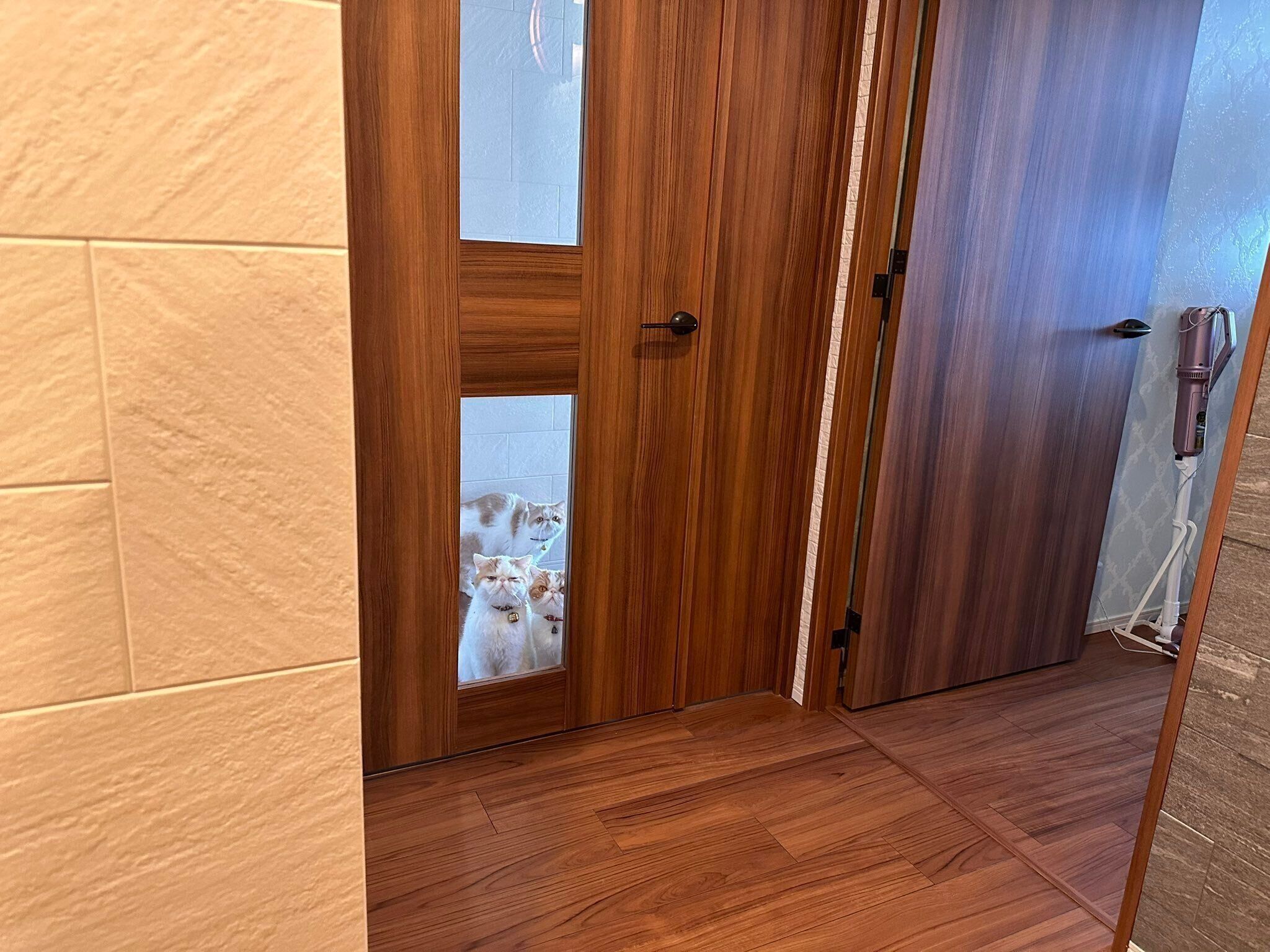 ドアの前で待つ愛猫たち