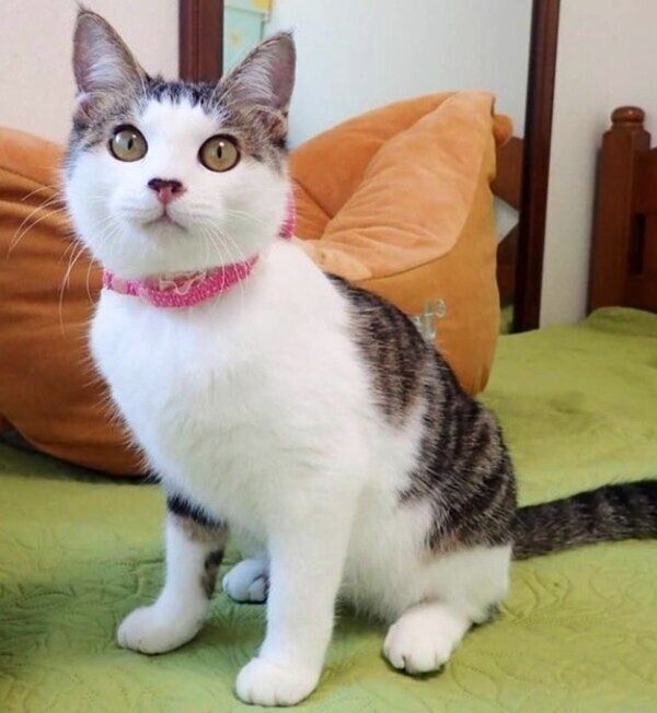 子猫時代のえんちゃん