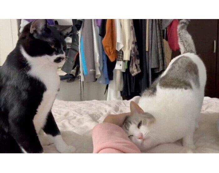 飼い主さんになでてもらうとうふちゃんと、そばで見ているゆばくん